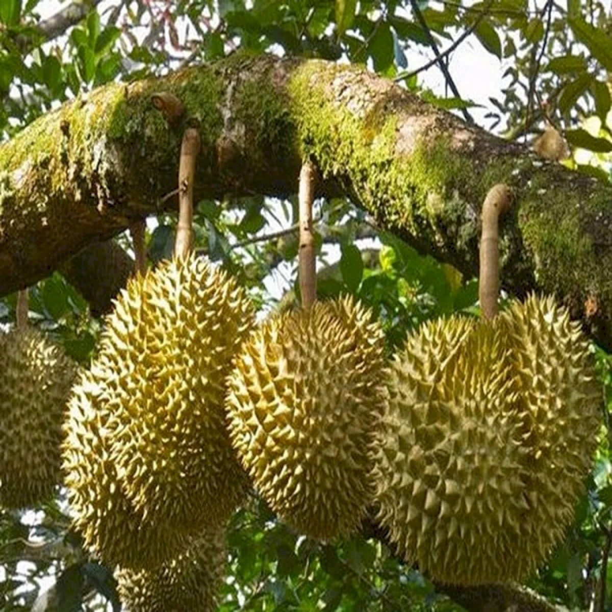 Premium Vietnam Durian Fresh Fruit With High Quality And Best Selling Price