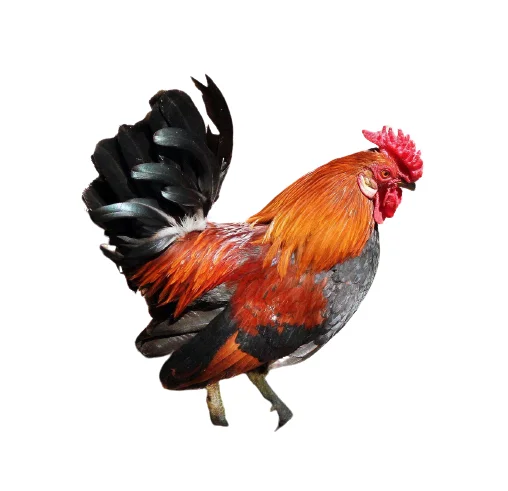 Fertilized egg of special chicken breed Buff Sussex from Turkey best price High Quality