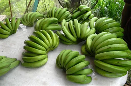 Fresh Cavendish Banana Wholesale Vietnam with Competitive Price