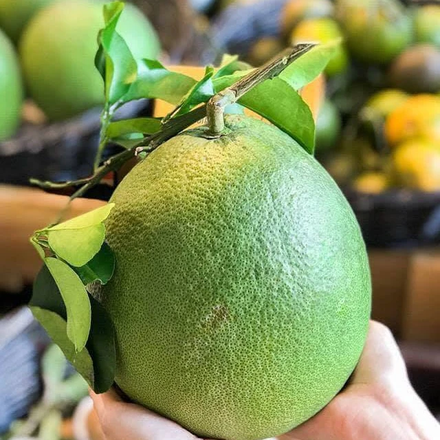 Top Product 2022, Fresh Pomelo In Vietnam, Green pomelo/grapefruit Supper Sweet With Export Quality