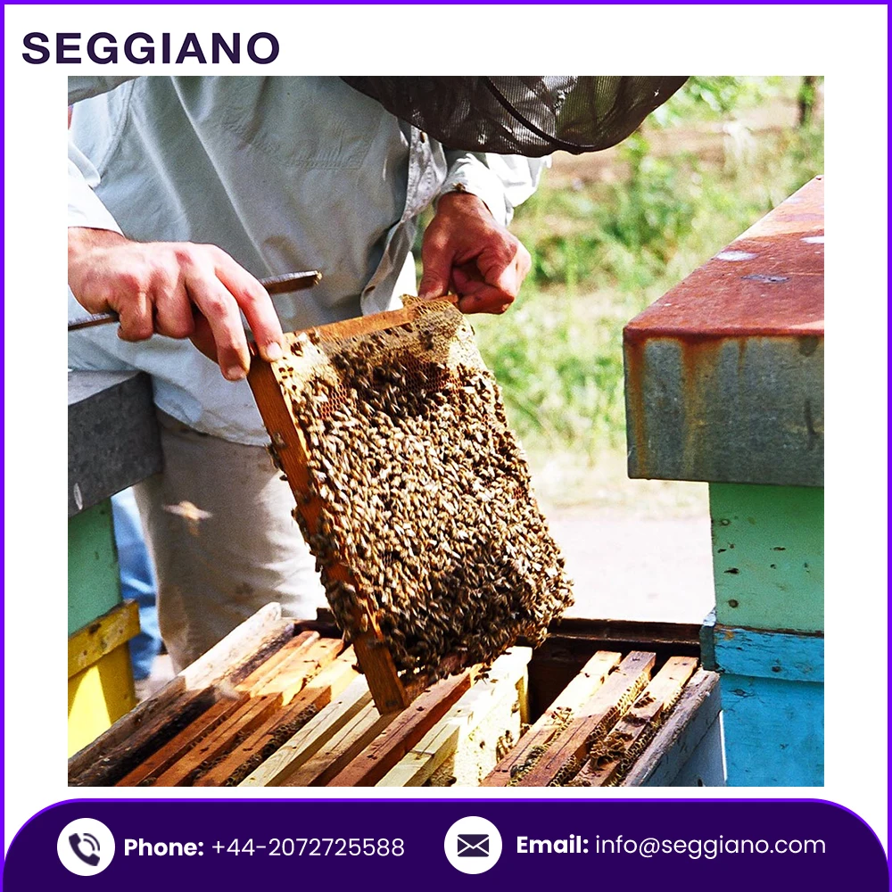 100% Natural Bulk Fresh Cheap Price Seggiano Sicilian Thyme Raw Honey 500g