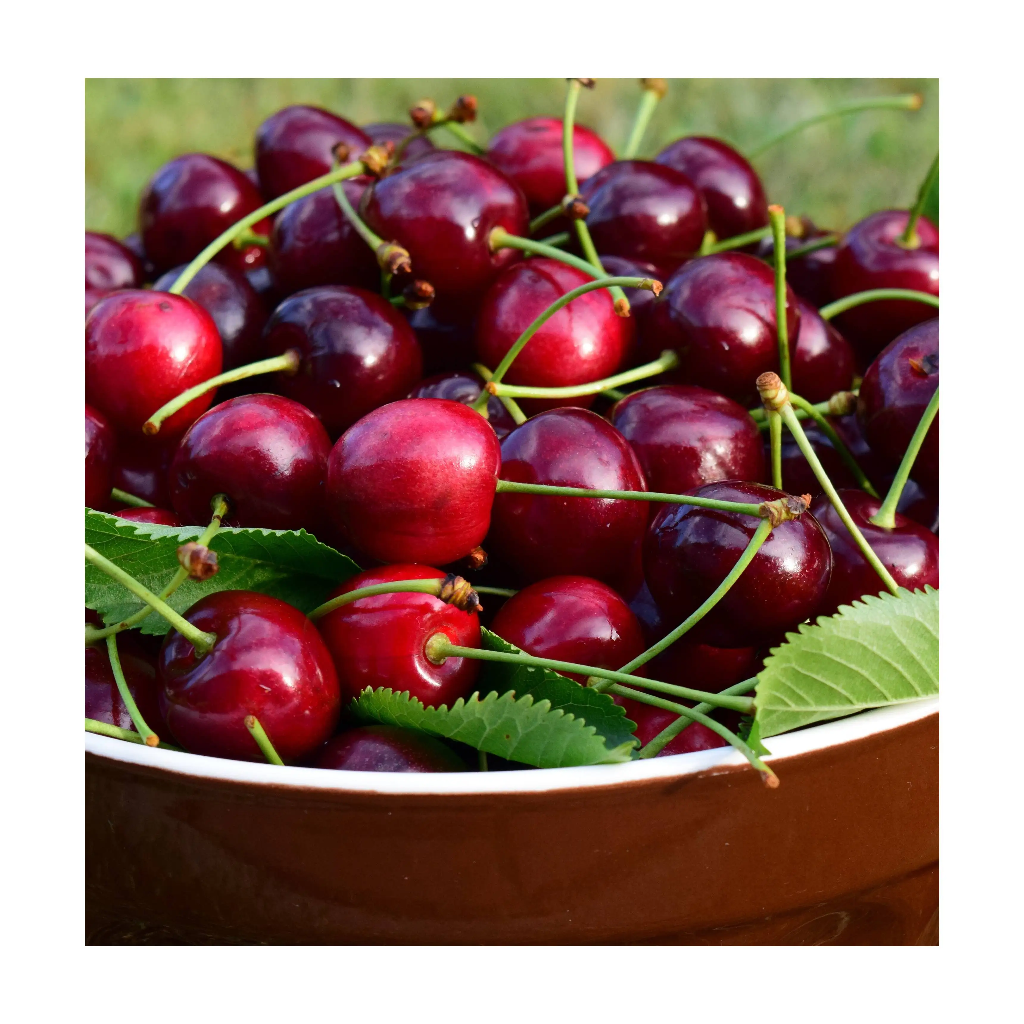 Fresh red sweet cherry new harvest