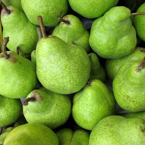 fresh green pear fruit for sale