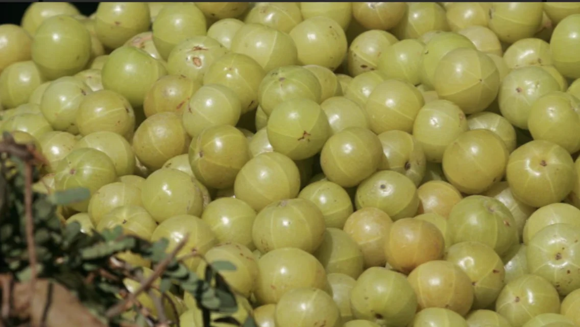 
Fresh India Gooseberries Fruit Emblica High Vitamin c Quality Tropical Fruit Hot Selling Thailand Fruit Export 