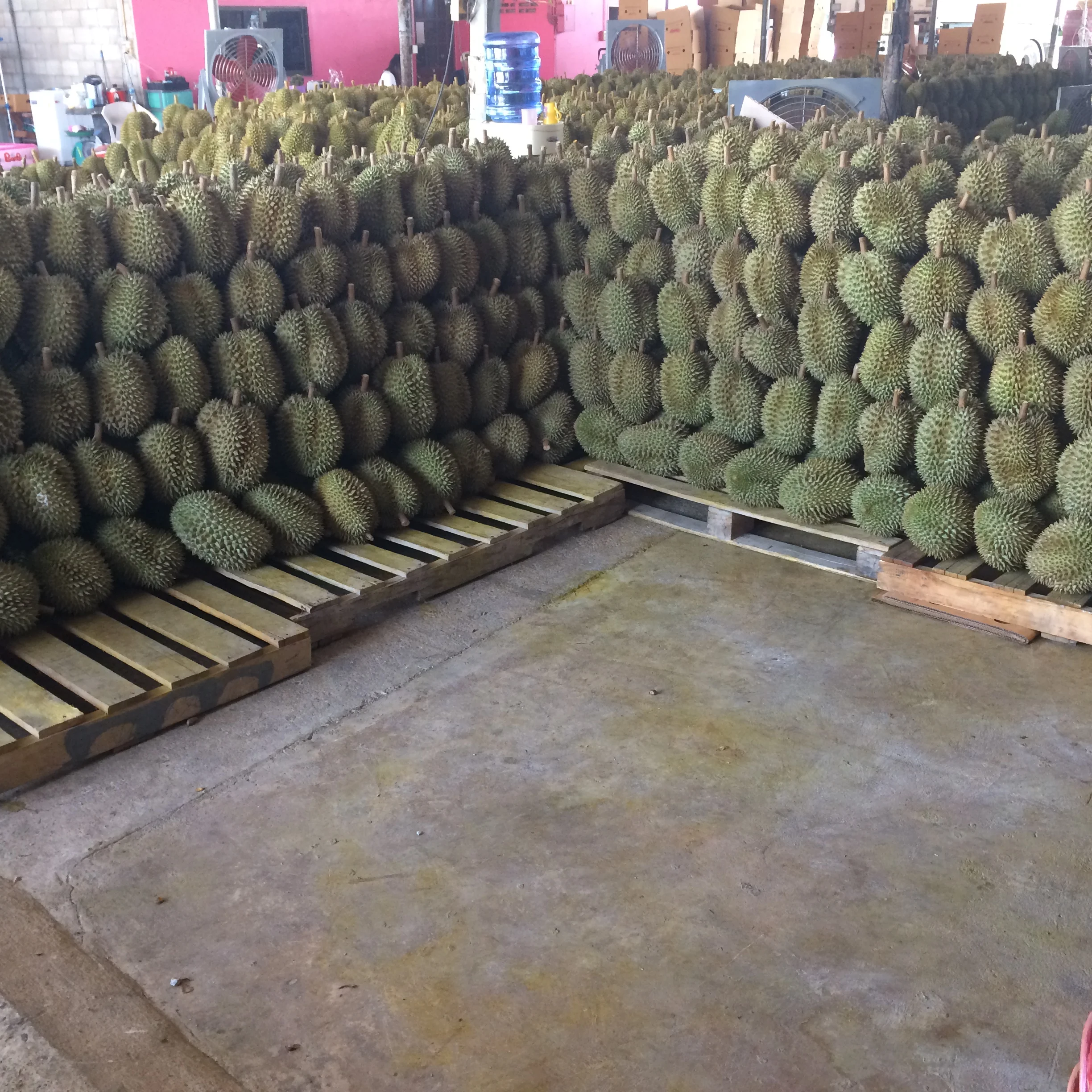 Fresh Durians Monthong From Thailand