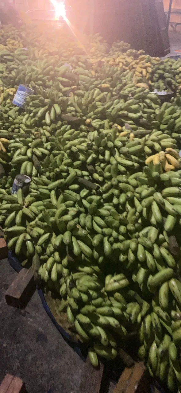 Fruit & Vegetable Products Organic Cultivation 100% Organic Banana Fruit Long Shape Soft Sweet Dried Banana AD Drying Processing