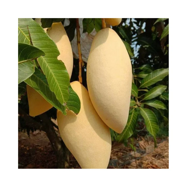 Свежие сладкие манго 100% высокого качества-таиландское происхождения премиум класса (Namdokmai сладкое прямо с фермы)