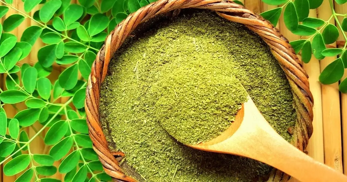 Indian Manufacturer of Best Sell Moringa Powder Moringa Leaf Powder At Reasonable Price