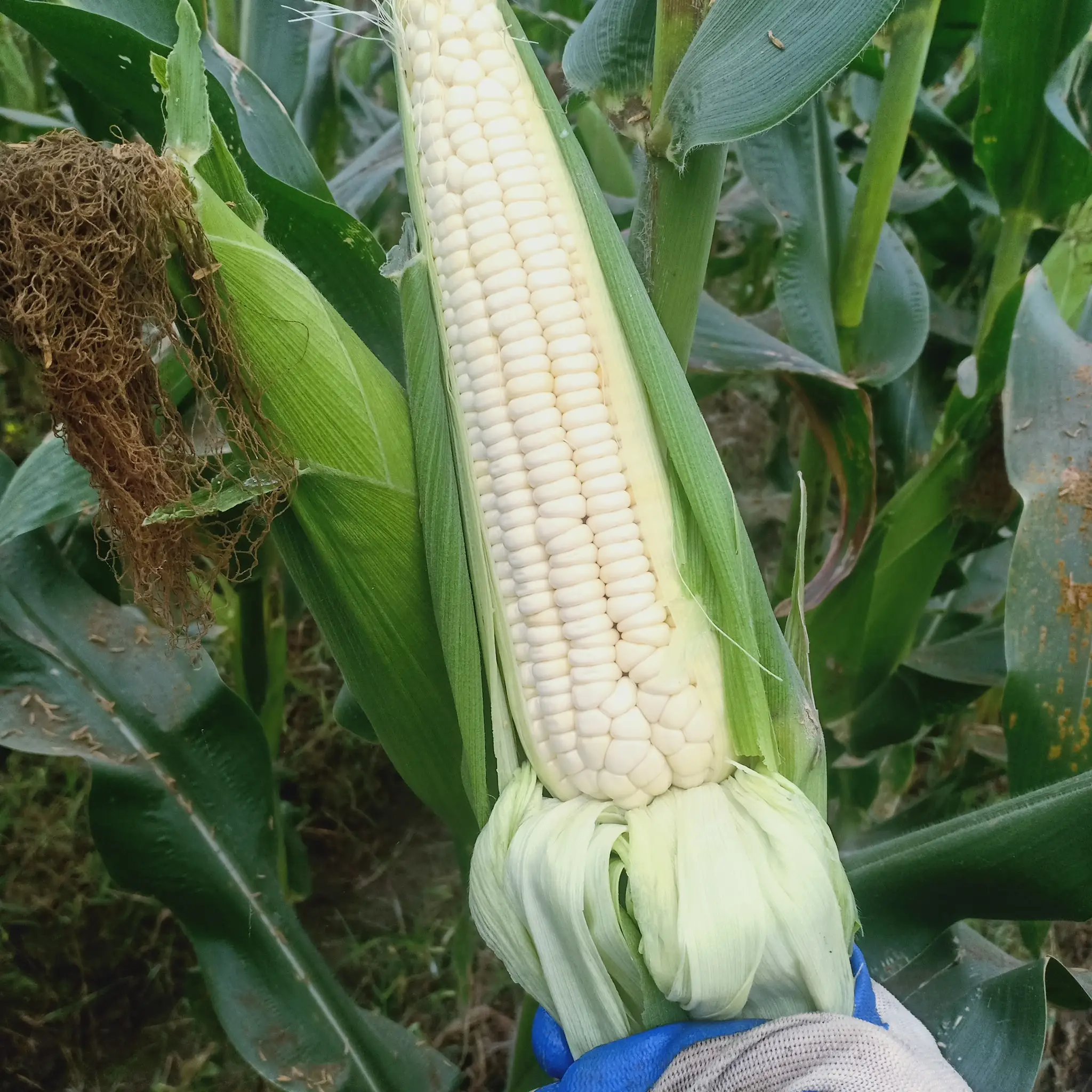 Вьетнамский поставщик вареная кукуруза в початках замороженная сладкая