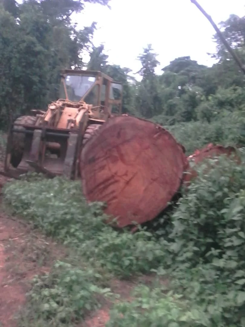 Denya Woods Logs High Quality Denya Wood Hard Teak Round Wooden Log Premium Quality