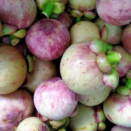 Premium from Thailand Natural Tropical Fresh Mangosteen Fruit, Thailand farmer associaton