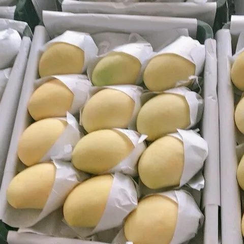 
Vietnam Mango fresh fruit- Premium, high quality, clean farming, VietGap, prestige, attractive price 