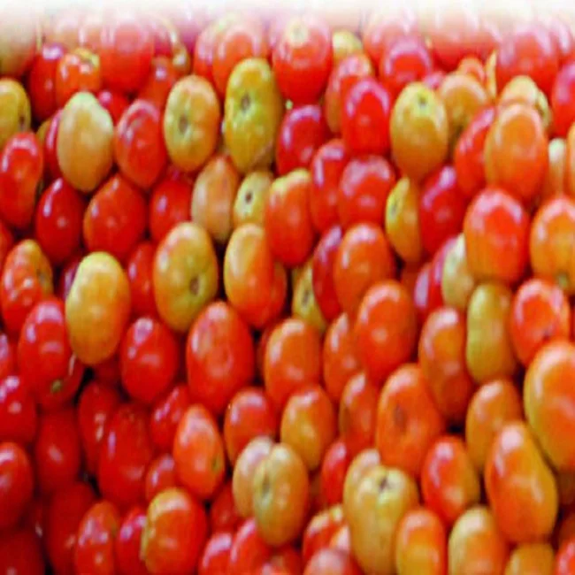 HIGH QUALITY FRESH  TAMOTOES FROM FARM FROM INDIA AT WHOLESALE PRICE WITH CUSTOMISED PACKAGING