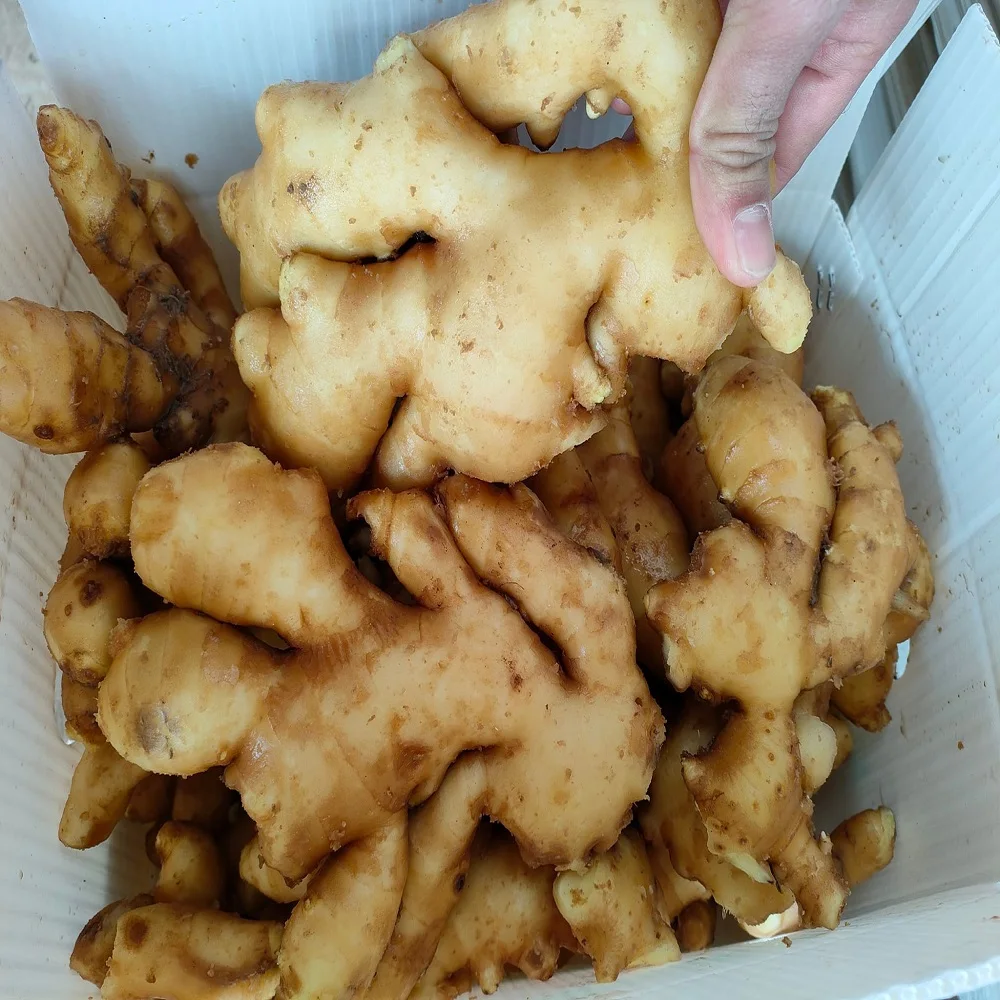 Fast Ship Product from Thailand VIETNAMESE GINGER & TURMERIC HIGH QUALITY EXPORTED PRODUCT