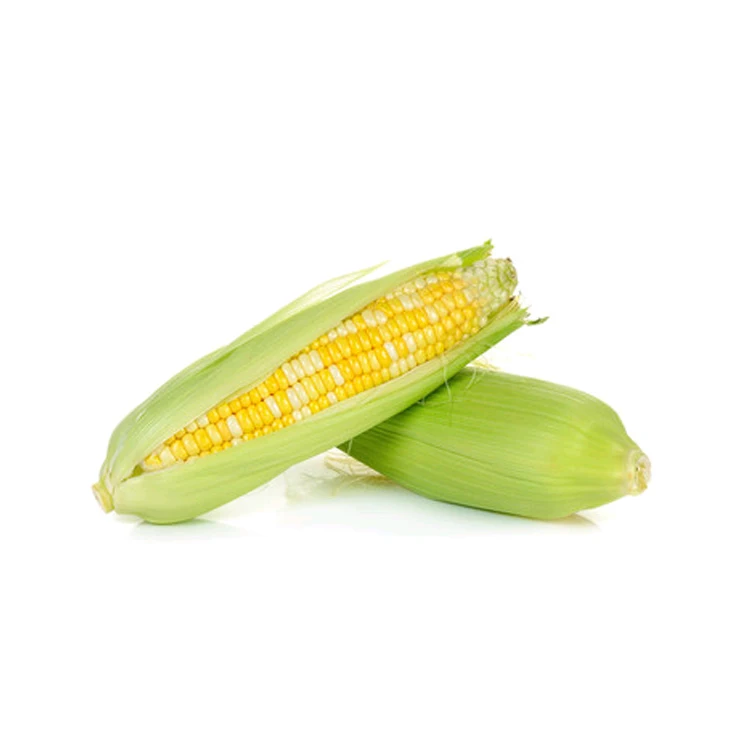 
Top Quality Bulk Glutinous and Dried White and Yellow Corn for Sale 