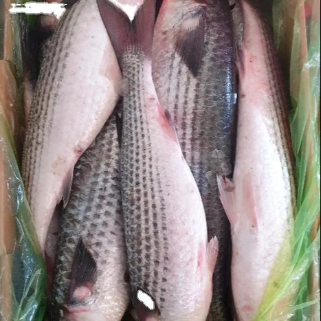 Замороженный серый муллет (мугил цефал) морская рыба высокое качество индийские морепродукты экспорт мугил цефал