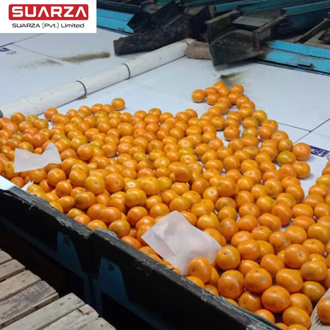 Sweet shiranui cheap sweet import oranges from Pakistan
