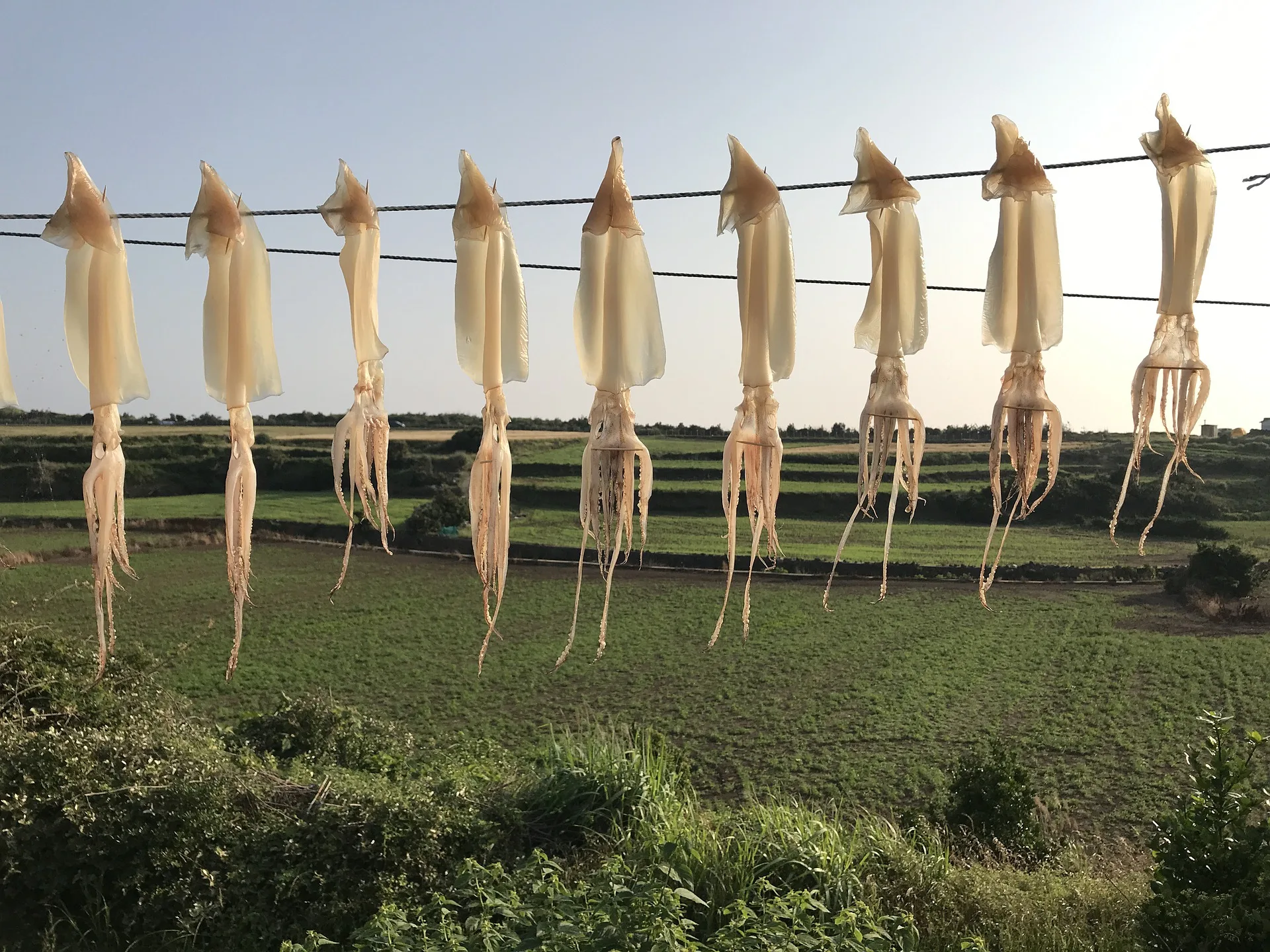 Dried Cuttlefish Seasoning Powder With 1 Year Shelf Life 25 kg Used for Snack Dusting and Processed Seafood