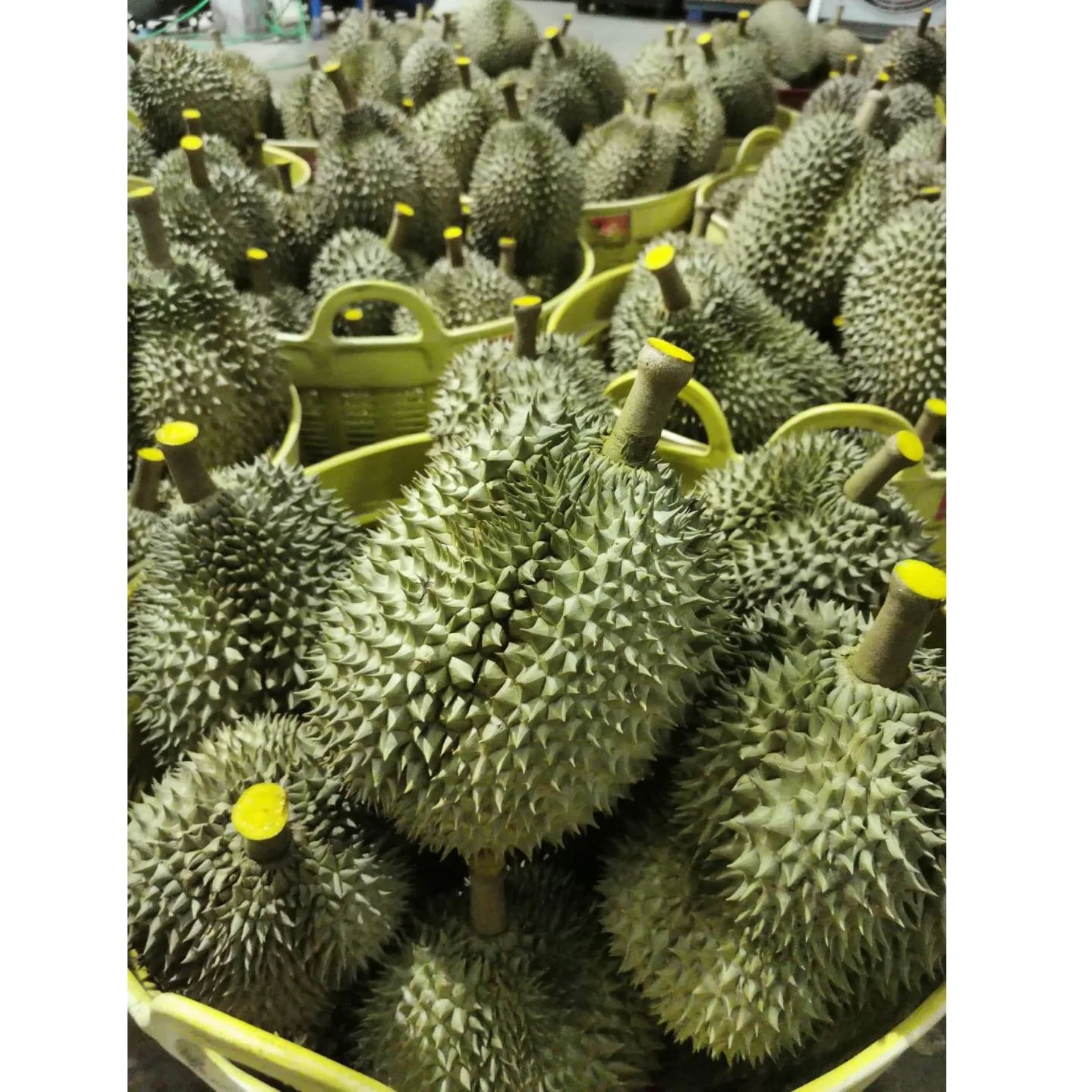 
Organic Fresh Fruit Monthong Thai Durian With High Quality And Best Selling Price 