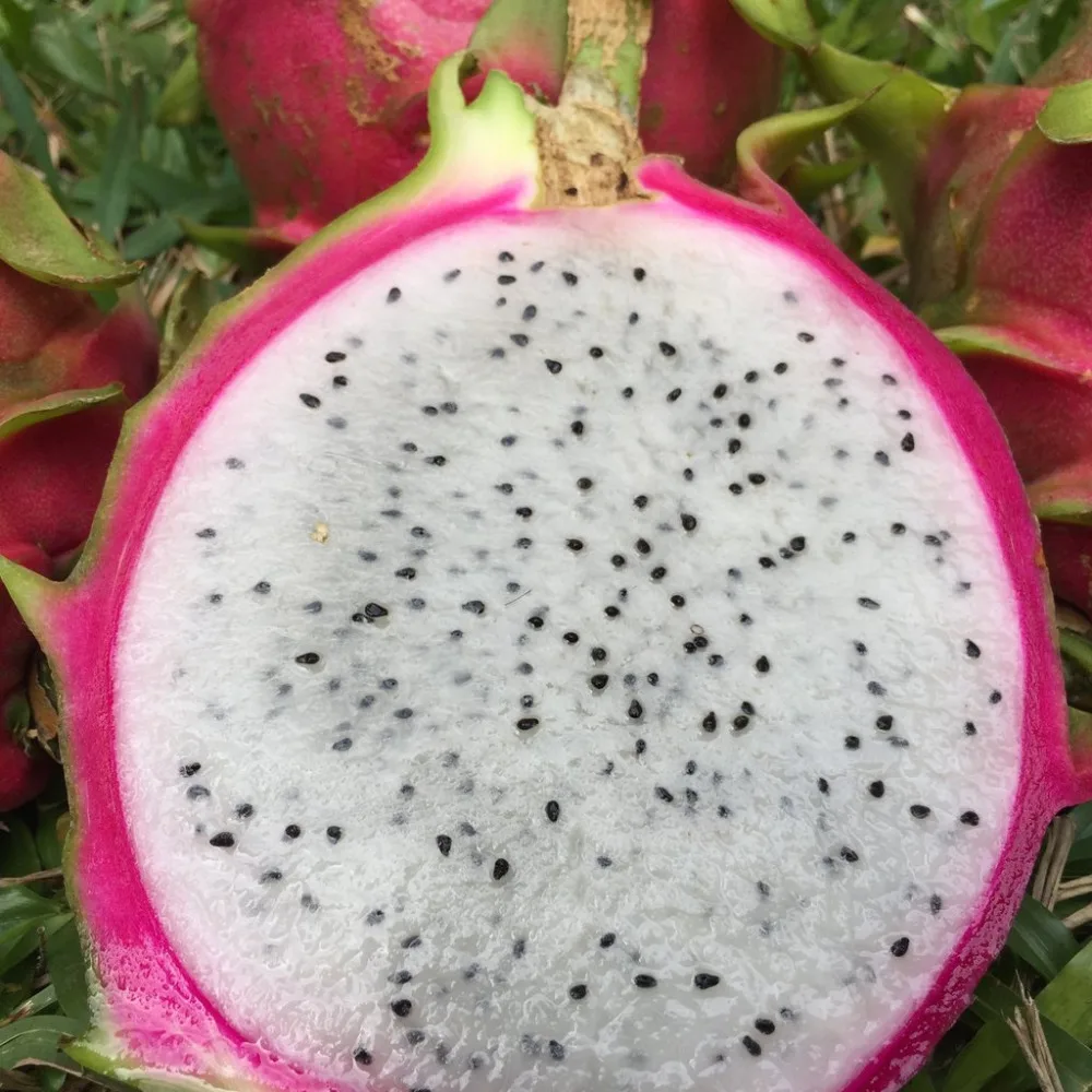 
High quality Dragon fruit 