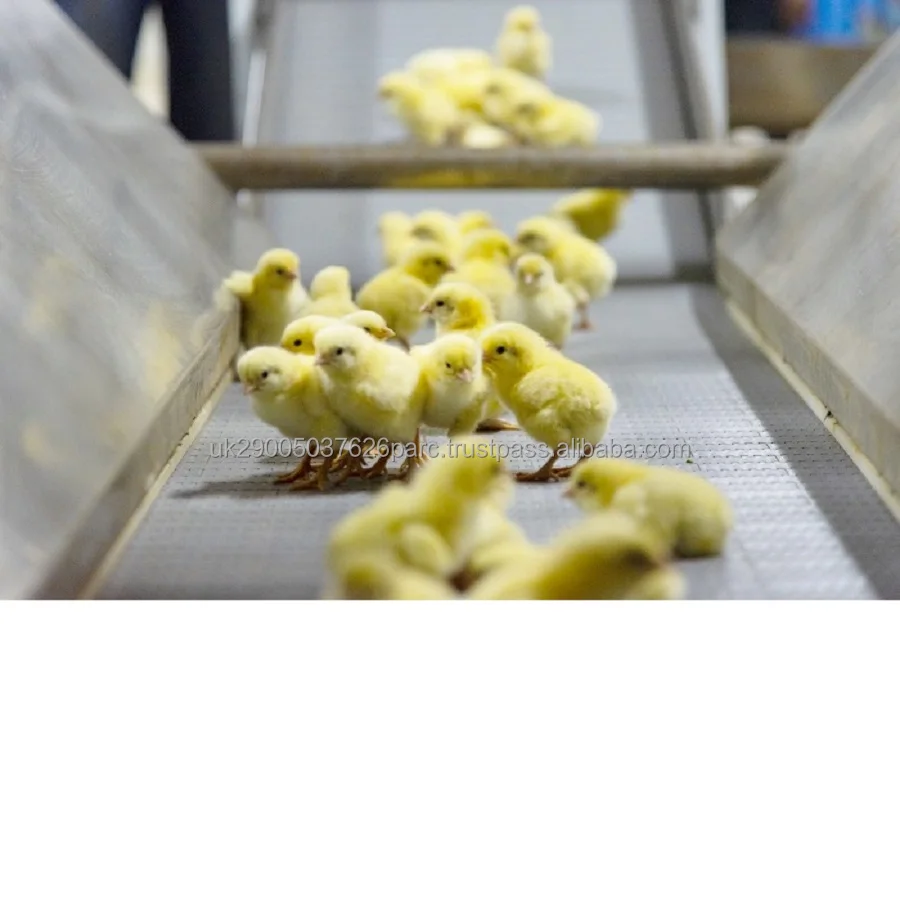 Hatching Broiler Chicken Eggs