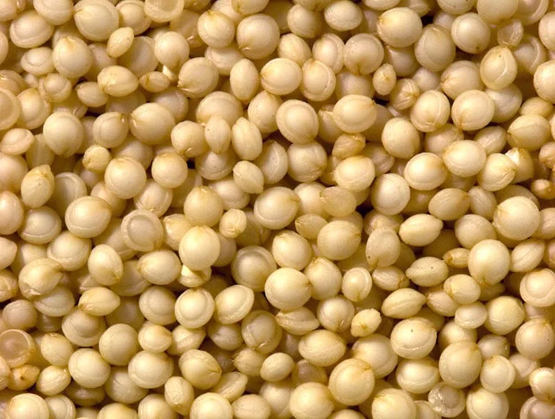 Organic Quinoa grains for sale