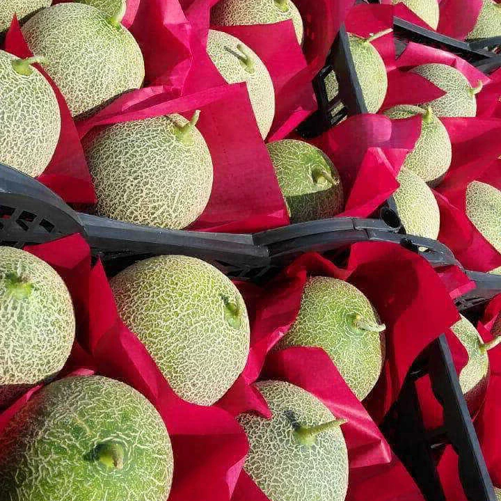 First Class SWEET MELON 2021