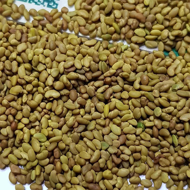 Kohenoor Alfalfa Losan/Lucerne Seeds
