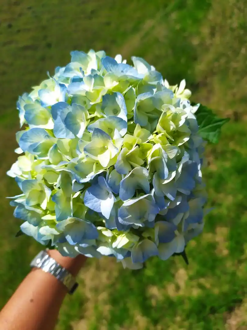 decorative flowers Real fresh cut Hydrangea premium quality JUMBO size (23/25) cm acqua light Blu colour fresh flowers