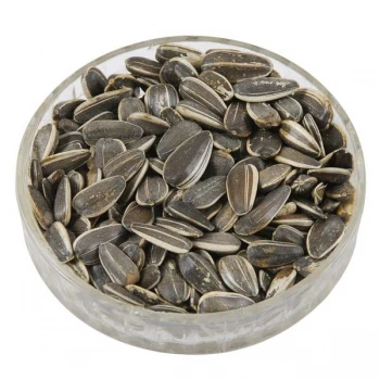 sunflower seeds wholesale large sunflower seeds for planting