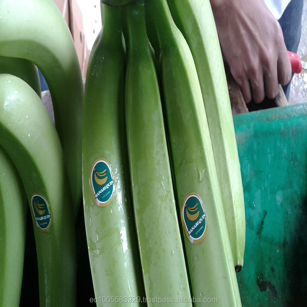 High Quality Fresh Cavendish Bananas with competitive price