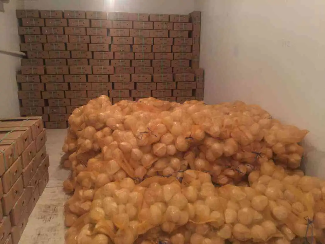 Полуочищенный зрелый кокосовый орех/кокосовый орех свежий