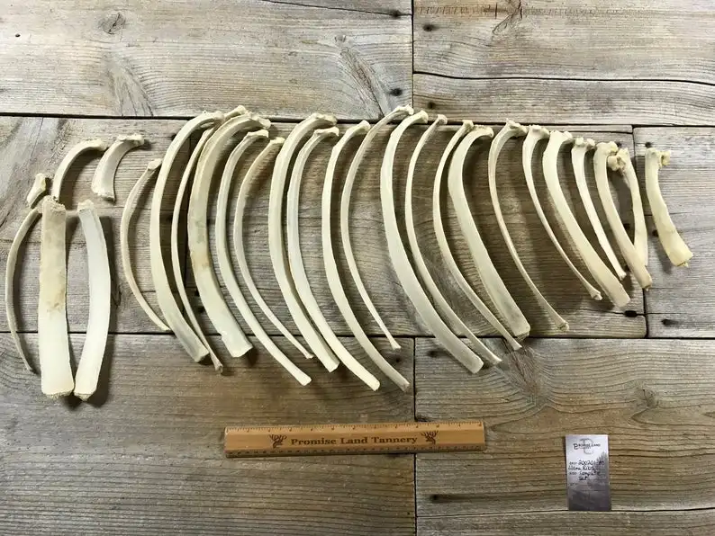 Buffalo  bone  rib and camel bone rib