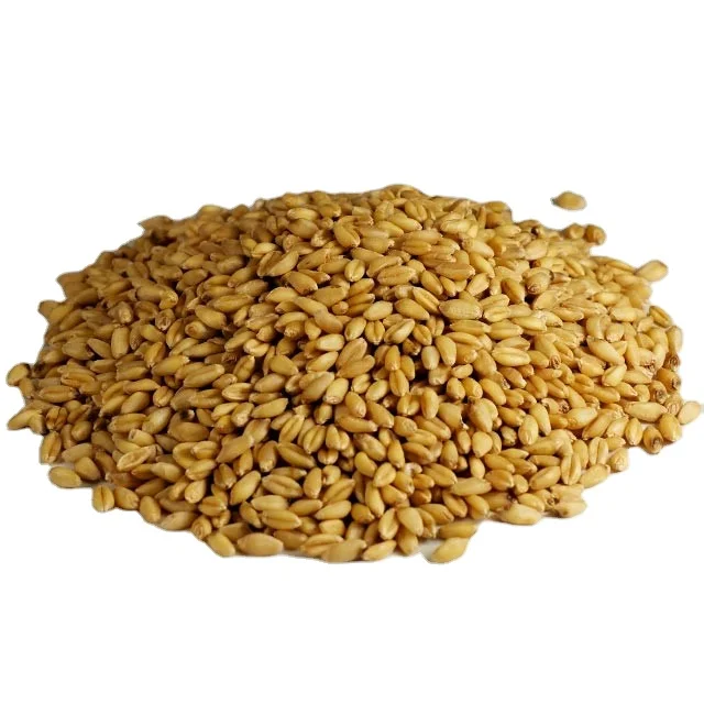 Зерна ячменя семена премиум класса корм для животных ячмень зерна оптом зерно ячменного солода с продажи