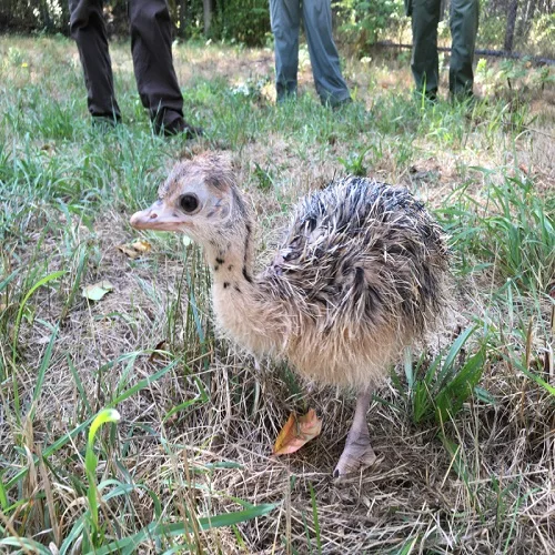 Cheap Live Ostrich chicks for sale