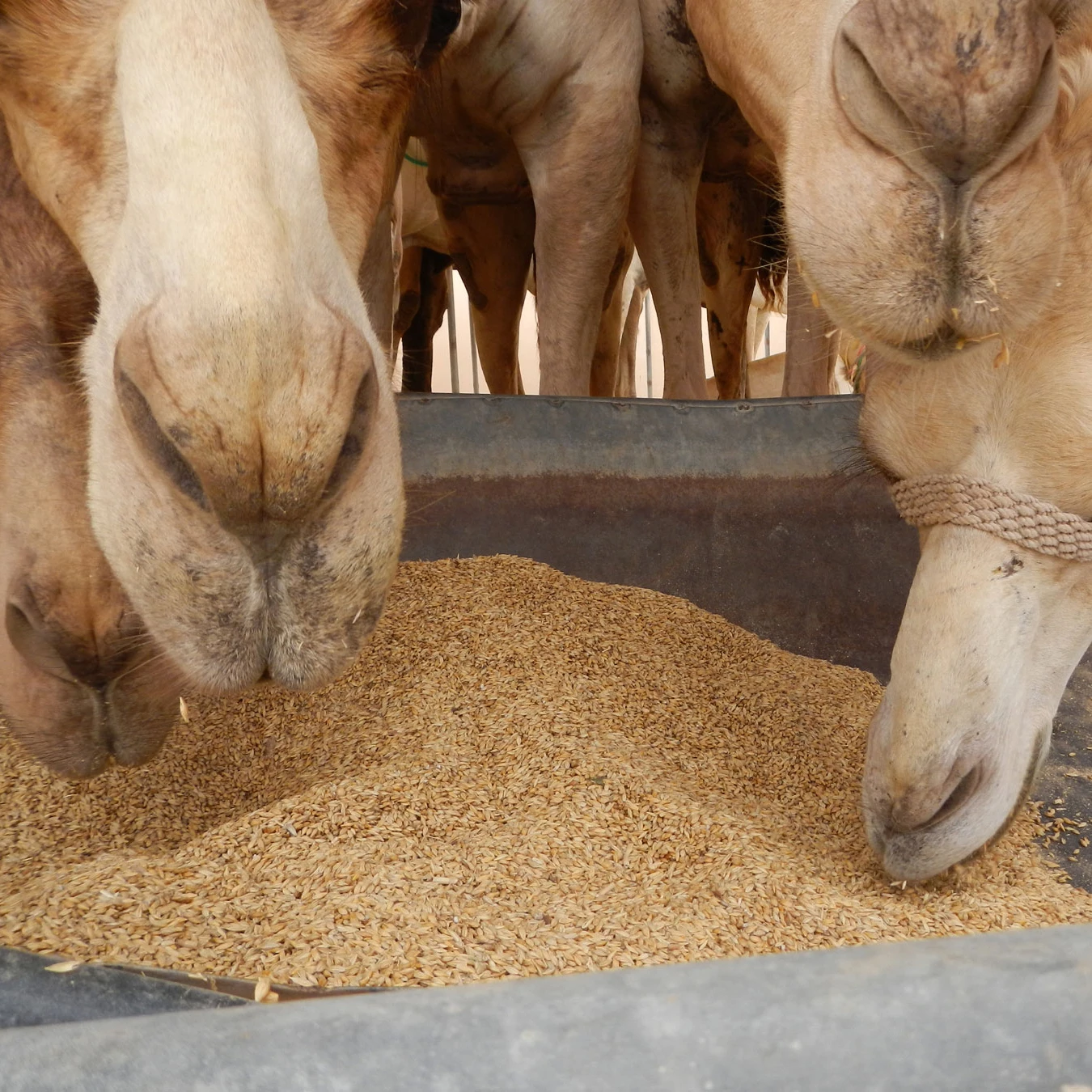 Ячмень для продажи кормовые семена ячменя и высококачественные Ячменные зерна корма животных/зерна ячмени