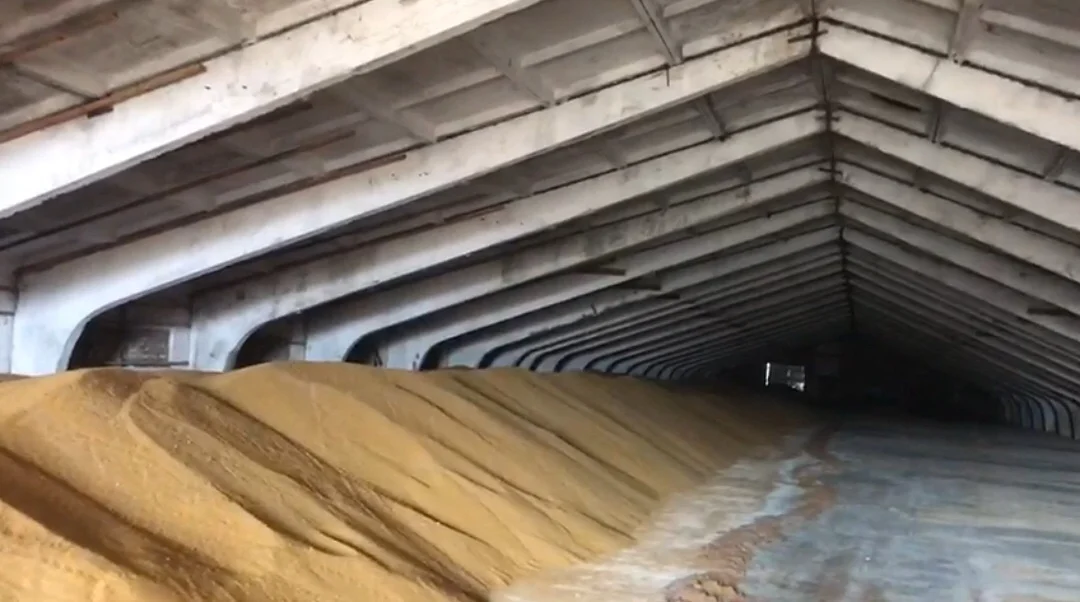 Quality natural mustard seeds in bulk, from manufacturer