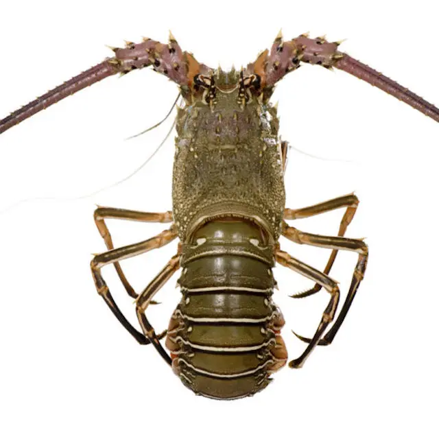 
Rock Lobsters/Seafood/Fresh Chilled Lobsters! 