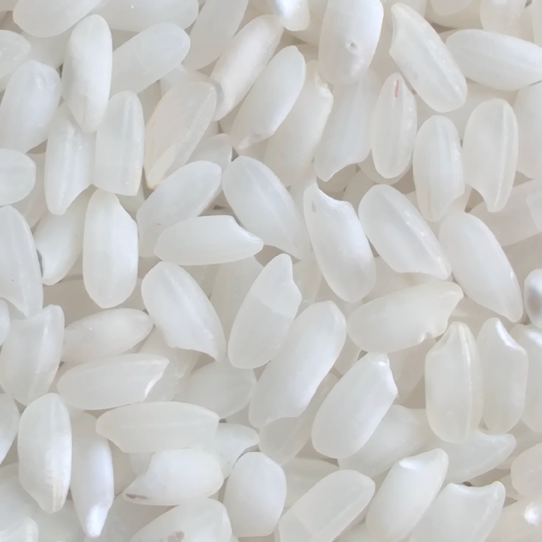 Round Grain white rice