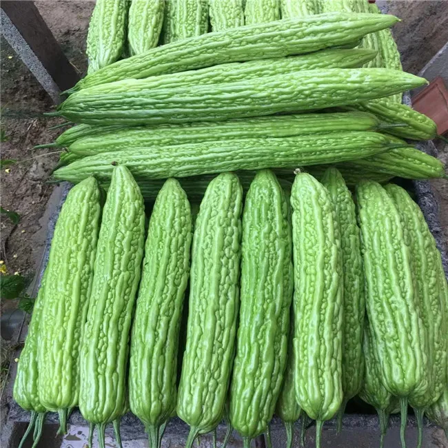 2021qihang высококачественные китайские семена овощей зеленый бальзам груши