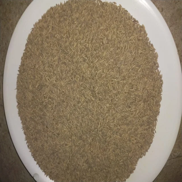 Семена тмина купите цену на семена