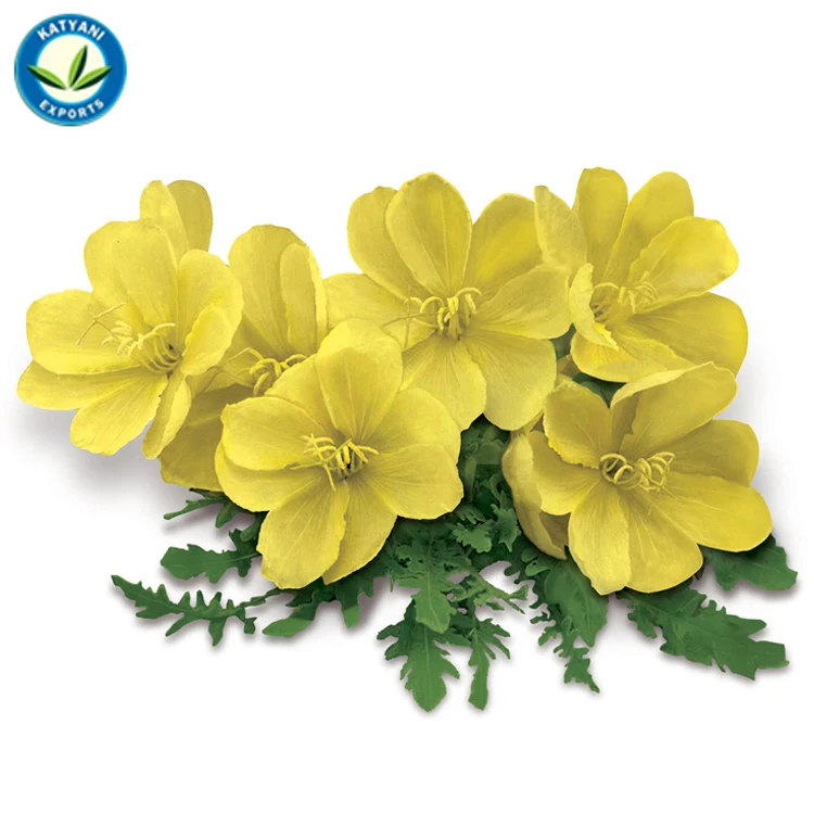 Оптовая продажа по цене производителя 100% чистое качество натуральное органическое эфирное масло вечернего примулы для оптовой покупки