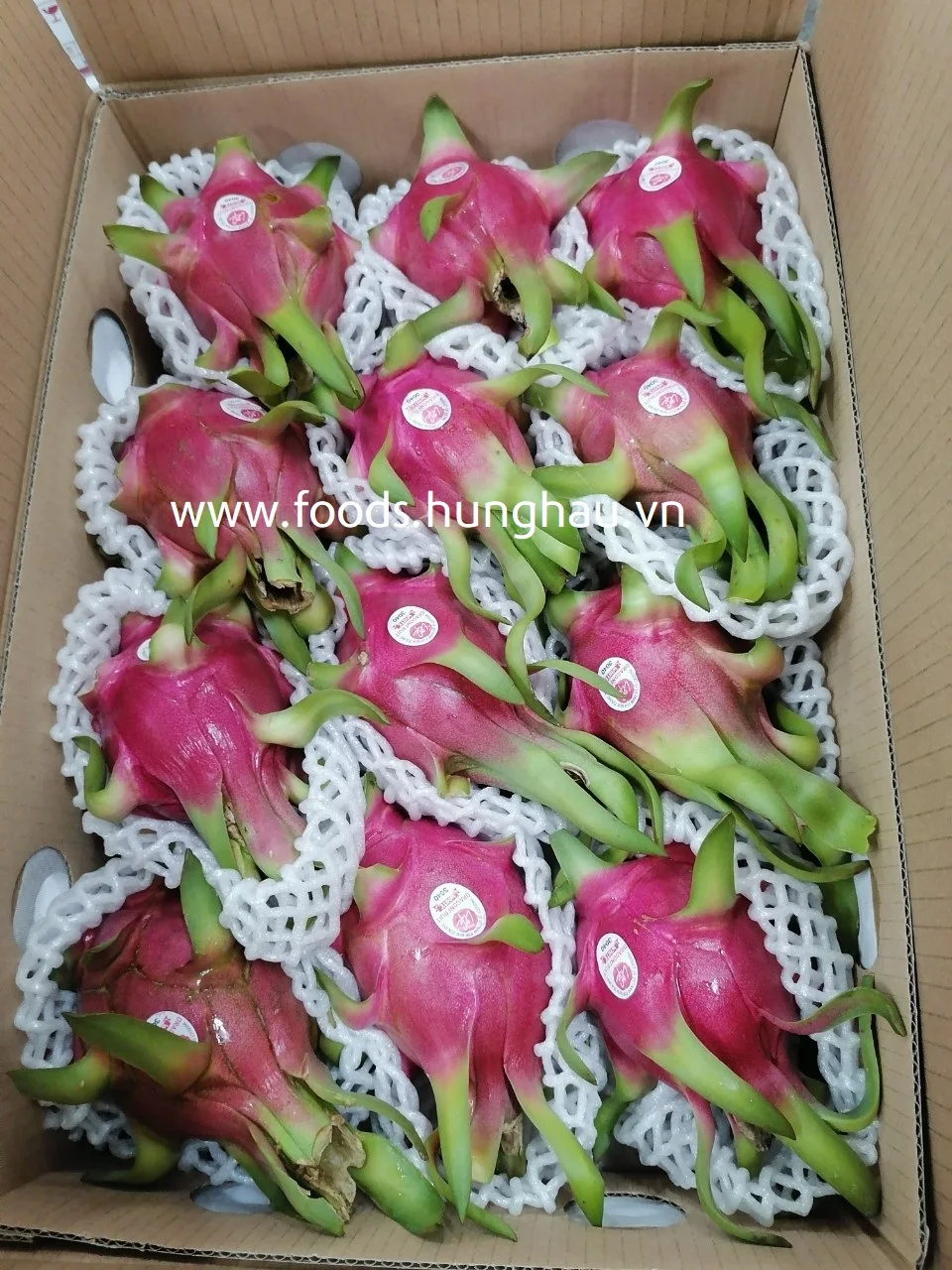CUSTOMIZED LOGO FRESH RED DRAGON FRUIT FOR EXPORT FROM VIETNAM