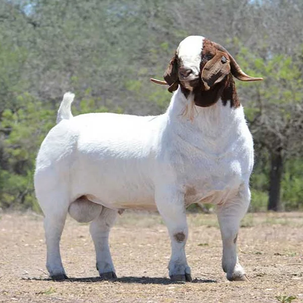 100% Pureblood Mature boer goat for sale