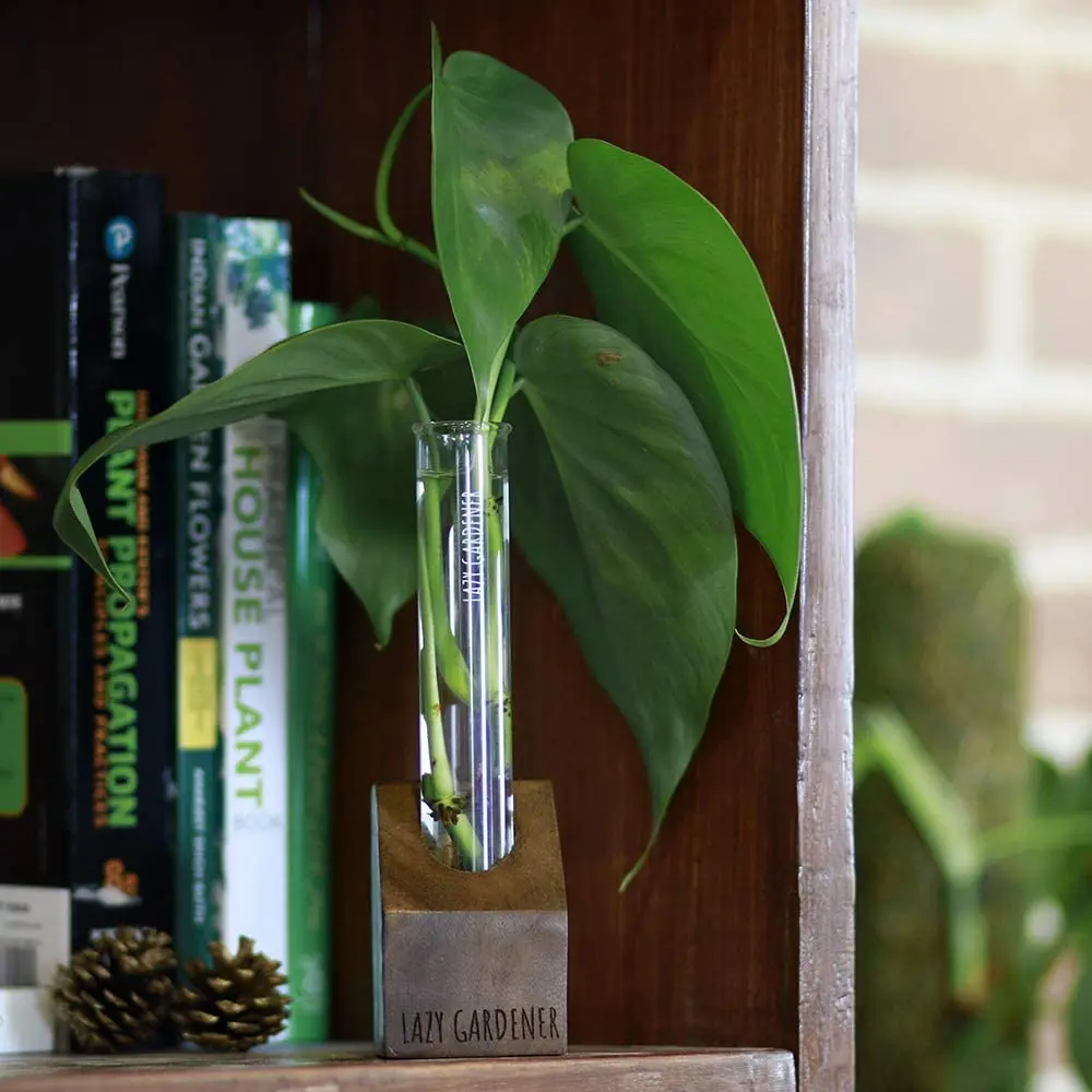  Ленивый садовый стеклянный столешница с деревянной подставкой | Гидропонный плантатор для домашнего декора