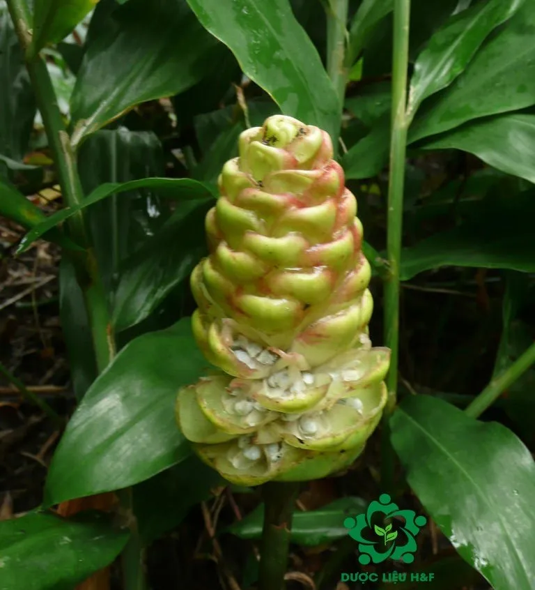 Пряный вьетнамский имбирь лекарственный разнообразный органический 100% чистоты