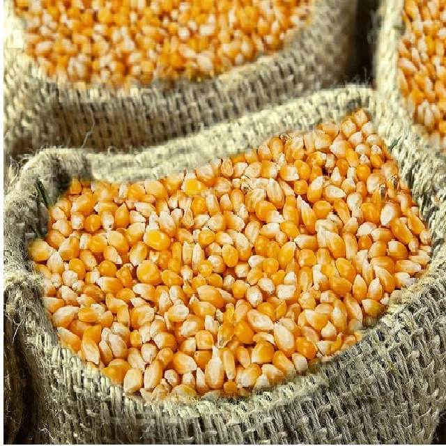 Yellow Corn/Maize for Human & Animal Feed wholesale prices
