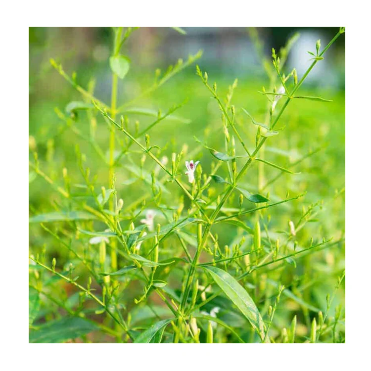 Malaysia Organic Andrographis Paniculata (Hempedu Bumi) Herbal Extract Powder with Anti-Inflammatory Properties