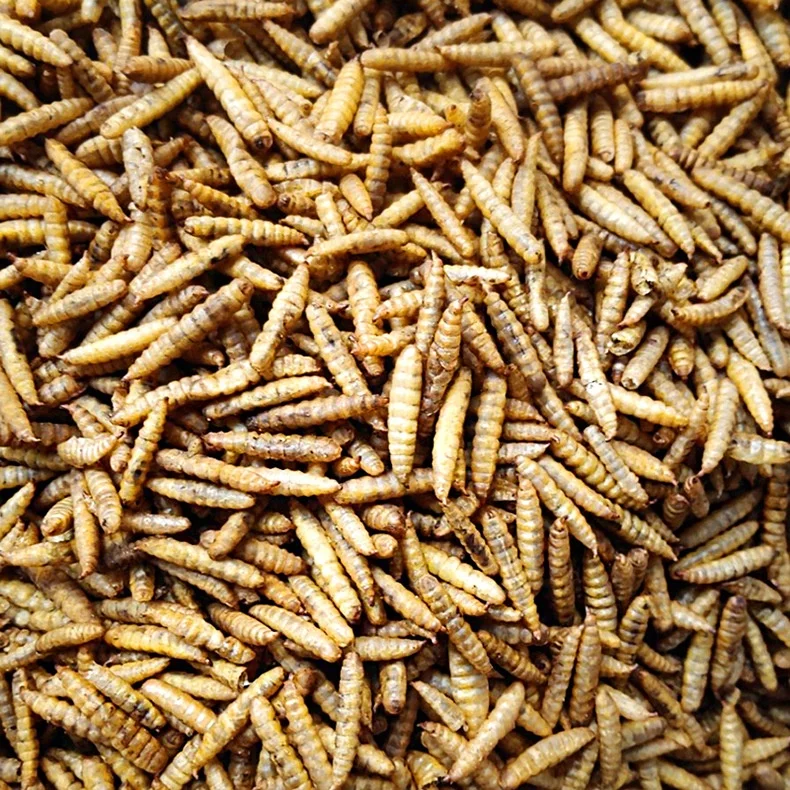 Chinese factory feed additives black soldier fly powder breeding