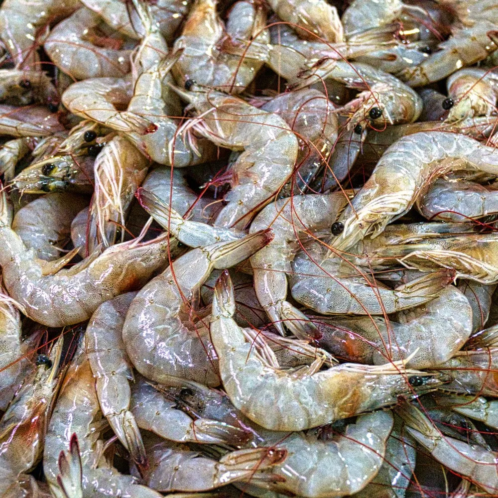 Fresh Frozen Shrimps